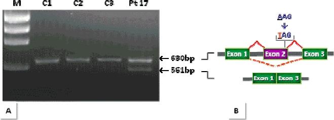 https://cdn.ncbi.nlm.nih.gov/pmc/blobs/cc01/3052420/a8e70d572bbd/humu0031-E1894-f2.jpg