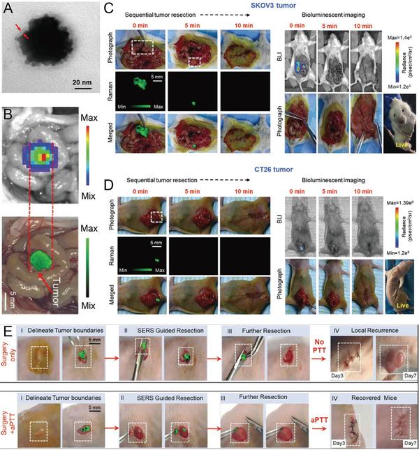 https://cdn.ncbi.nlm.nih.gov/pmc/blobs/cc03/10015885/a5608c0f3981/ADVS-10-2202051-g001.jpg