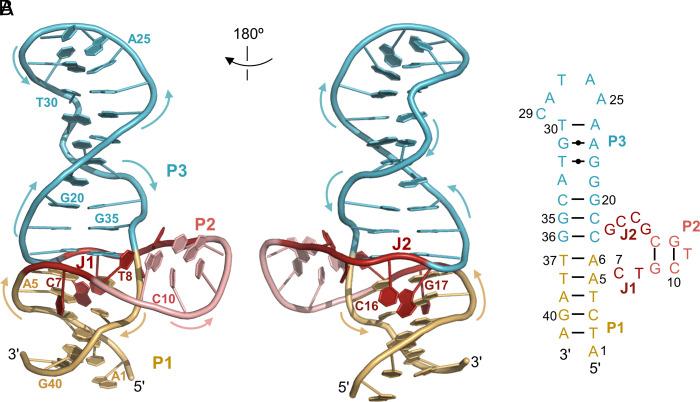 https://cdn.ncbi.nlm.nih.gov/pmc/blobs/cc03/11260122/559918ec7c8f/pnas.2404060121fig02.jpg