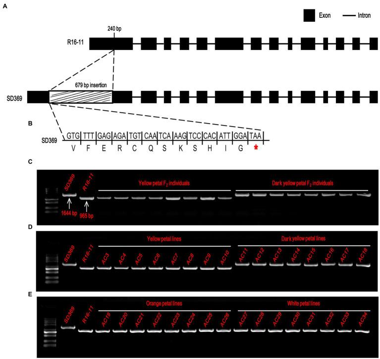 https://cdn.ncbi.nlm.nih.gov/pmc/blobs/cc06/8891484/f2b2935ff053/fpls-13-841328-g005.jpg