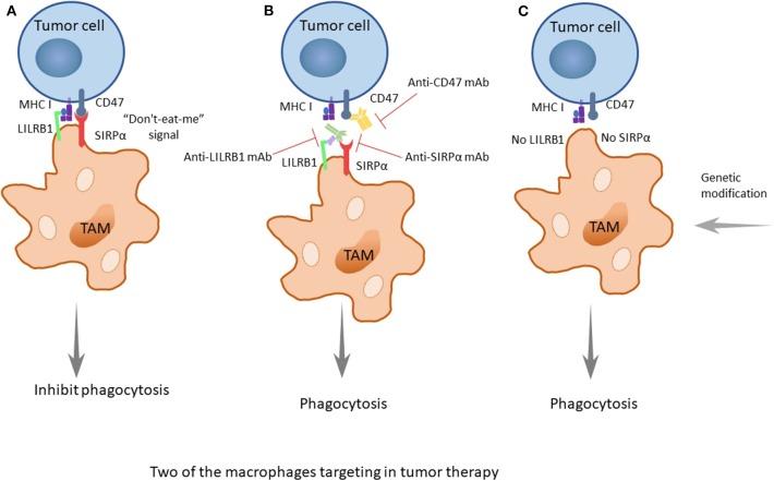 https://cdn.ncbi.nlm.nih.gov/pmc/blobs/cc0d/7052362/1045e1d162ec/fonc-10-00188-g0003.jpg