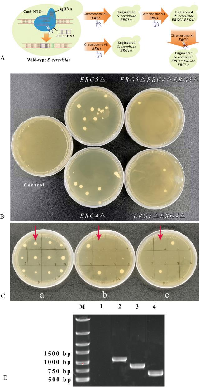 https://cdn.ncbi.nlm.nih.gov/pmc/blobs/cc0f/10091661/7db36ac10703/13068_2023_2312_Fig2_HTML.jpg