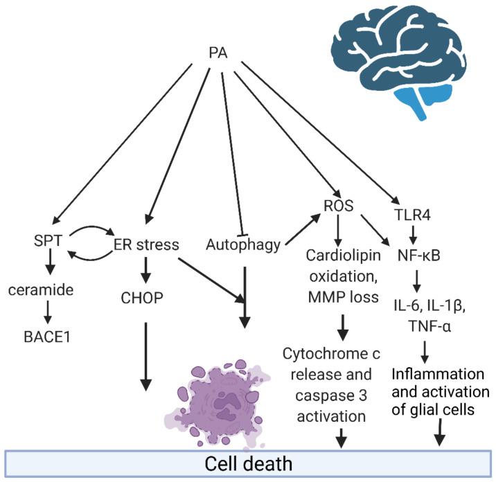 https://cdn.ncbi.nlm.nih.gov/pmc/blobs/cc0f/8910658/e48955d45d18/ijms-23-02577-g002.jpg