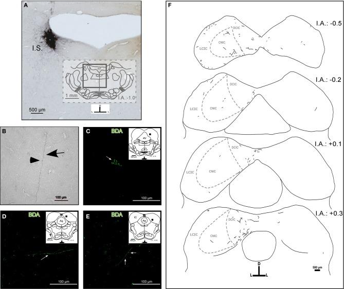 https://cdn.ncbi.nlm.nih.gov/pmc/blobs/cc10/3385004/0880c8b1b5f3/fncir-06-00041-g0001.jpg