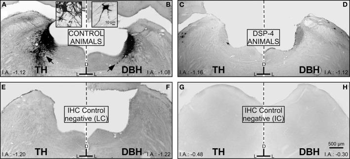 https://cdn.ncbi.nlm.nih.gov/pmc/blobs/cc10/3385004/5c87307d356e/fncir-06-00041-g0005.jpg