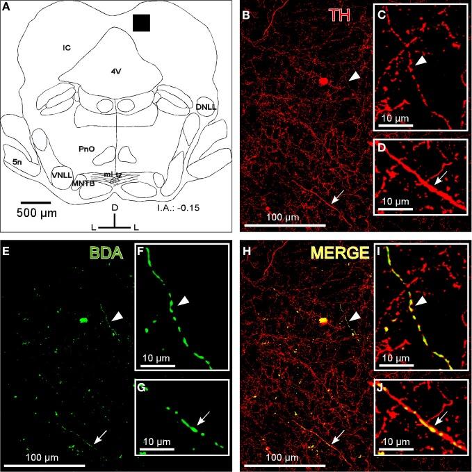https://cdn.ncbi.nlm.nih.gov/pmc/blobs/cc10/3385004/672518890262/fncir-06-00041-g0002.jpg