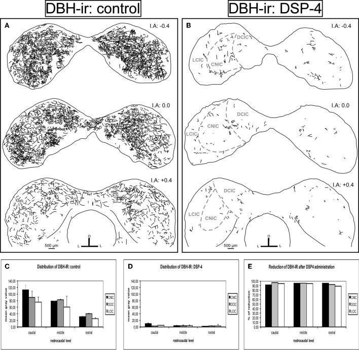 https://cdn.ncbi.nlm.nih.gov/pmc/blobs/cc10/3385004/79dc39355b5d/fncir-06-00041-g0007.jpg