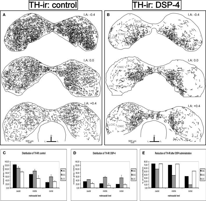 https://cdn.ncbi.nlm.nih.gov/pmc/blobs/cc10/3385004/b21e83ca9ad2/fncir-06-00041-g0006.jpg