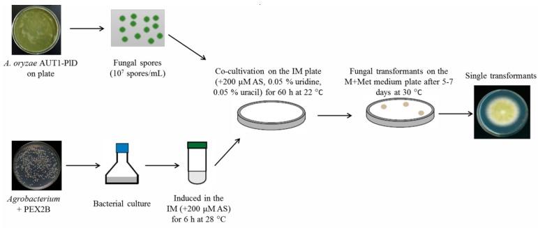 https://cdn.ncbi.nlm.nih.gov/pmc/blobs/cc10/6518170/ff6f6641221f/microorganisms-07-00103-g002.jpg