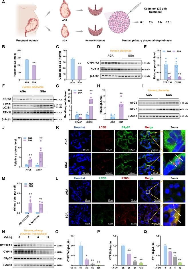 https://cdn.ncbi.nlm.nih.gov/pmc/blobs/cc12/12224940/37480b12b0b6/ADVS-12-2500924-g002.jpg