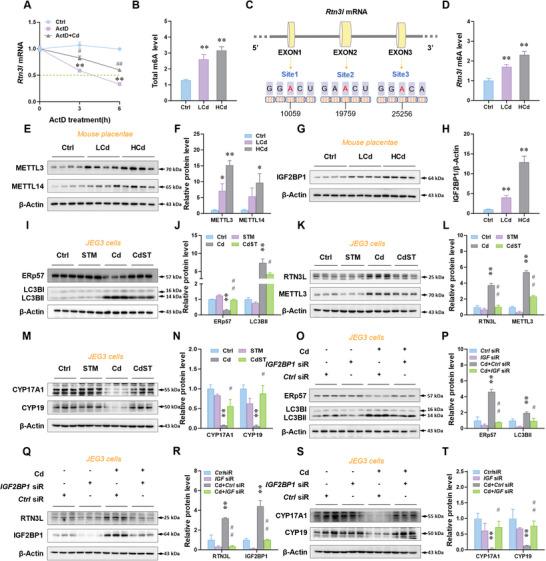 https://cdn.ncbi.nlm.nih.gov/pmc/blobs/cc12/12224940/82c68ce361da/ADVS-12-2500924-g005.jpg