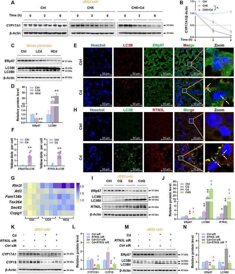 https://cdn.ncbi.nlm.nih.gov/pmc/blobs/cc12/12224940/994f3119f25e/ADVS-12-2500924-g009.jpg