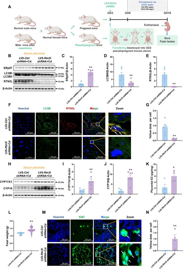 https://cdn.ncbi.nlm.nih.gov/pmc/blobs/cc12/12224940/b42deb202a64/ADVS-12-2500924-g003.jpg