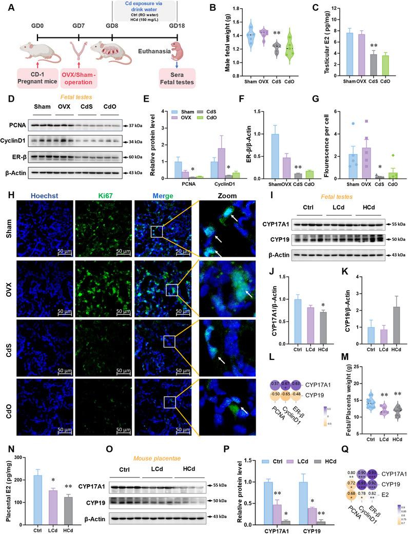 https://cdn.ncbi.nlm.nih.gov/pmc/blobs/cc12/12224940/c423d3e66e65/ADVS-12-2500924-g006.jpg