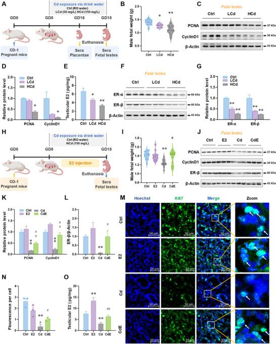https://cdn.ncbi.nlm.nih.gov/pmc/blobs/cc12/12224940/fa0c9e3c9626/ADVS-12-2500924-g008.jpg