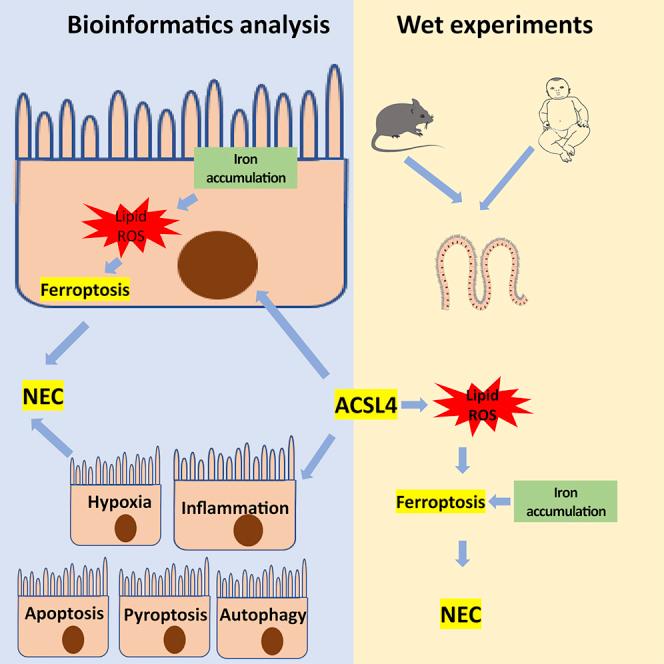https://cdn.ncbi.nlm.nih.gov/pmc/blobs/cc13/9638783/87e8a22dfd70/fx1.jpg