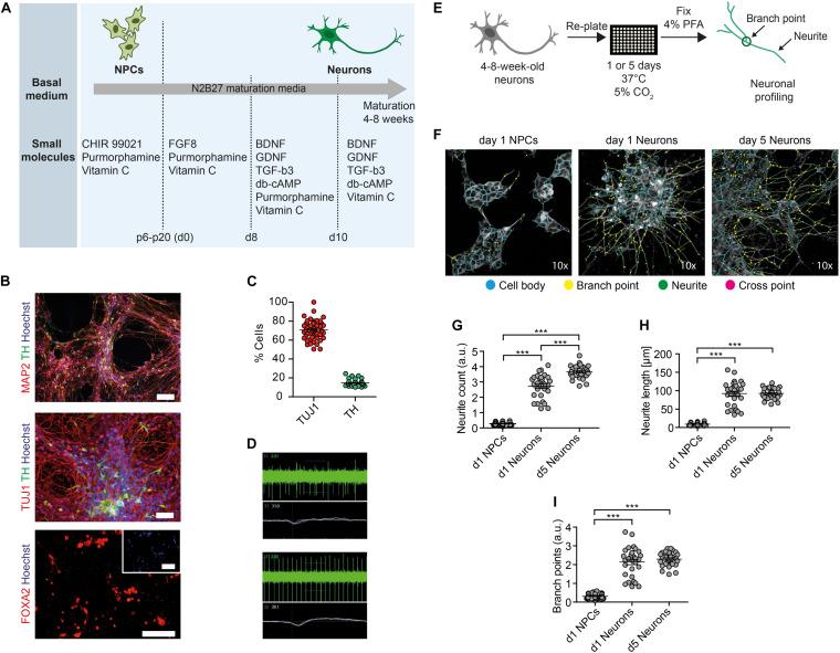 https://cdn.ncbi.nlm.nih.gov/pmc/blobs/cc17/7674658/59fcf9c733e4/fcell-08-590540-g001.jpg