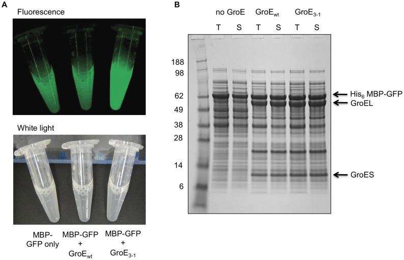 https://cdn.ncbi.nlm.nih.gov/pmc/blobs/cc1b/3500312/bf2e064e2f7d/pone.0049589.g004.jpg