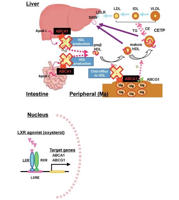https://cdn.ncbi.nlm.nih.gov/pmc/blobs/cc1b/8326168/789bb3bc2332/28_RV17053_1.jpg