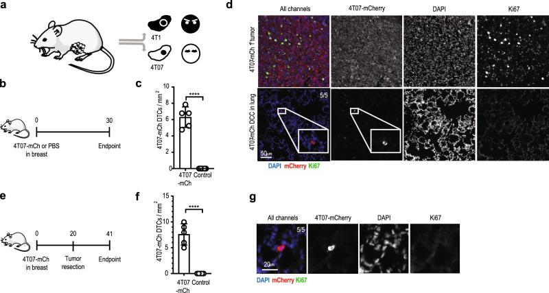 https://cdn.ncbi.nlm.nih.gov/pmc/blobs/cc1c/7859213/2aad60f4b8b7/41467_2021_21045_Fig1_HTML.jpg