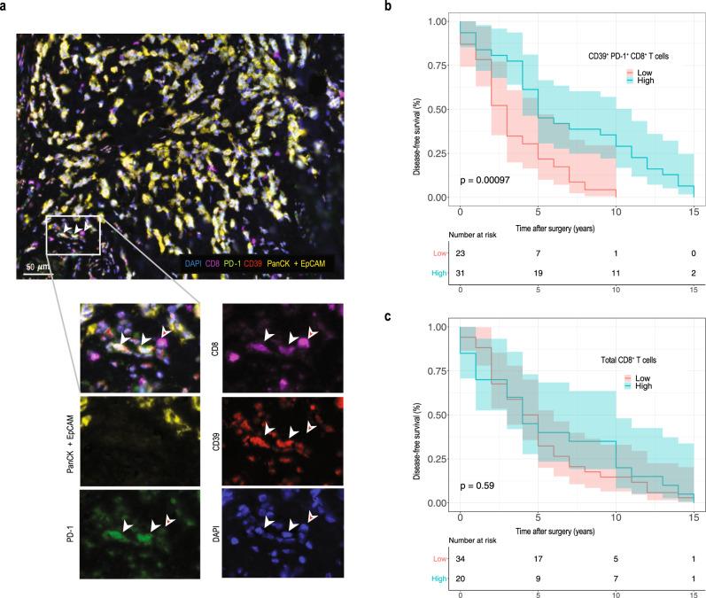 https://cdn.ncbi.nlm.nih.gov/pmc/blobs/cc1c/7859213/f82cd9234578/41467_2021_21045_Fig6_HTML.jpg