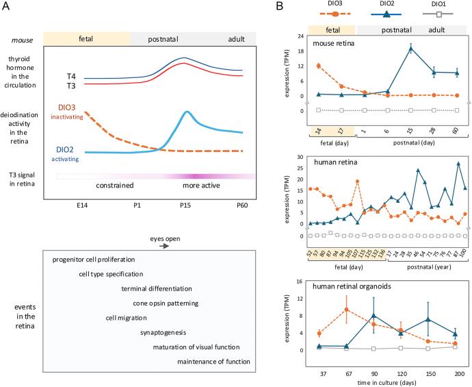 https://cdn.ncbi.nlm.nih.gov/pmc/blobs/cc1f/11906153/46145366002d/ETJ-24-0315fig1.jpg