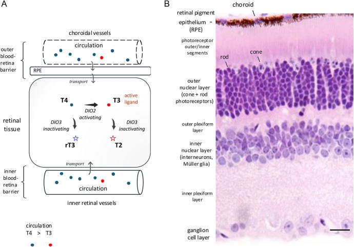https://cdn.ncbi.nlm.nih.gov/pmc/blobs/cc1f/11906153/7252dbeb02d3/ETJ-24-0315fig2.jpg