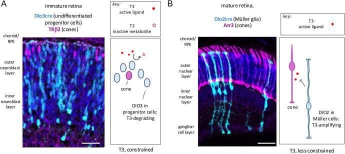 https://cdn.ncbi.nlm.nih.gov/pmc/blobs/cc1f/11906153/d1823947f1d2/ETJ-24-0315fig4.jpg