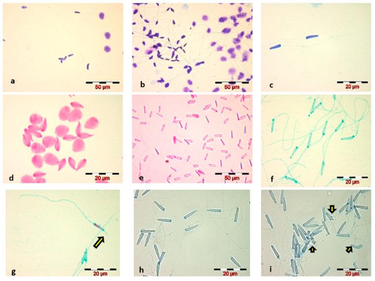 https://cdn.ncbi.nlm.nih.gov/pmc/blobs/cc1f/9405347/980df6929337/animals-12-02153-g001.jpg