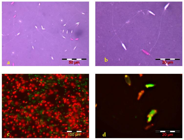 https://cdn.ncbi.nlm.nih.gov/pmc/blobs/cc1f/9405347/c3c1db53ff37/animals-12-02153-g002.jpg