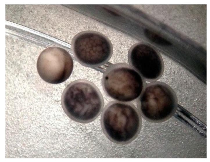 https://cdn.ncbi.nlm.nih.gov/pmc/blobs/cc1f/9405347/cbd2dae64ab0/animals-12-02153-g004.jpg