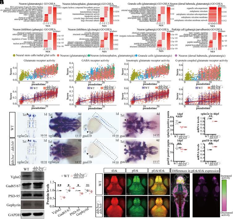 https://cdn.ncbi.nlm.nih.gov/pmc/blobs/cc21/11551356/b91505a77bd2/pnas.2404173121fig03.jpg