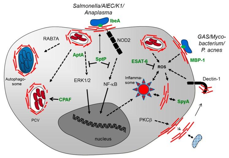 https://cdn.ncbi.nlm.nih.gov/pmc/blobs/cc23/4931667/d14cb5a2a9d8/cells-05-00018-g001.jpg