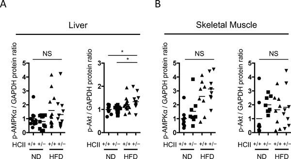 https://cdn.ncbi.nlm.nih.gov/pmc/blobs/cc23/5742367/51b83833b403/jat-24-1215-g008.jpg