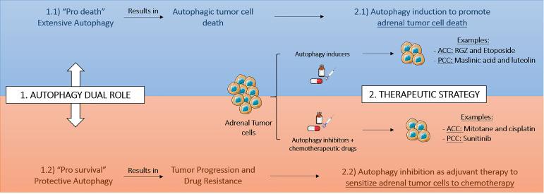 https://cdn.ncbi.nlm.nih.gov/pmc/blobs/cc25/9373848/9bd42e2aa260/fendo-13-937367-g002.jpg