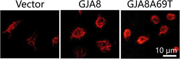 https://cdn.ncbi.nlm.nih.gov/pmc/blobs/cc28/7678044/0b6d17d87631/12886_2020_1725_Fig5_HTML.jpg
