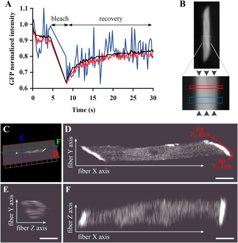 https://cdn.ncbi.nlm.nih.gov/pmc/blobs/cc29/4601390/38c593bd300e/elife06541f004.jpg