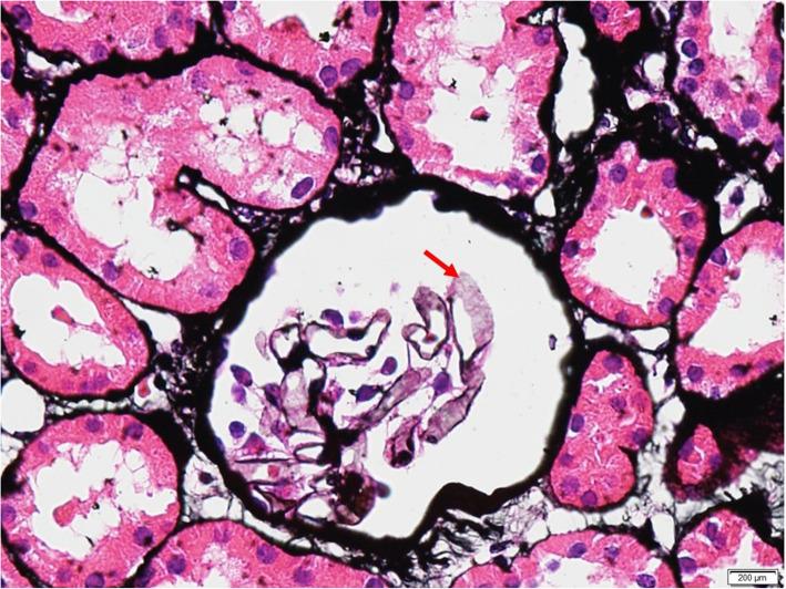 https://cdn.ncbi.nlm.nih.gov/pmc/blobs/cc2b/7268707/f77afb36532d/12906_2020_2971_Fig5_HTML.jpg