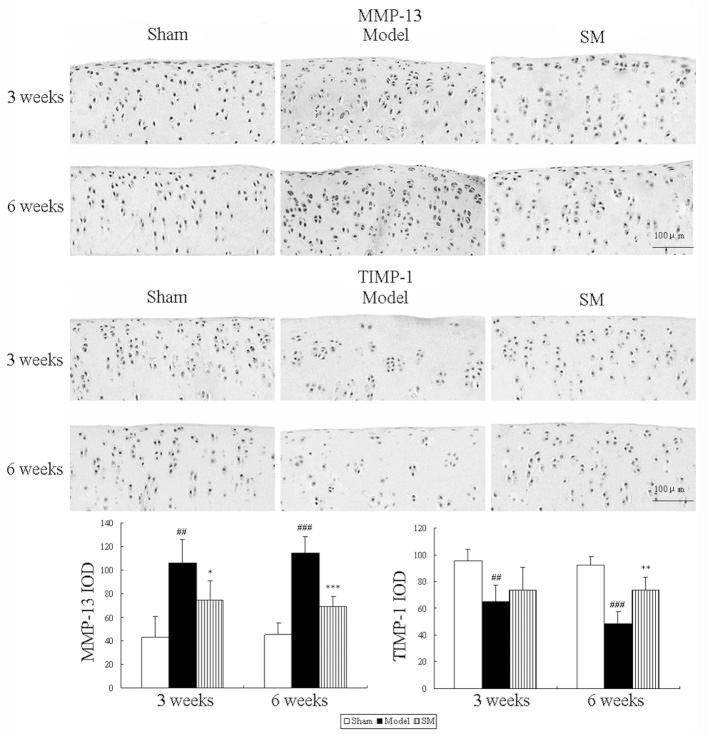 https://cdn.ncbi.nlm.nih.gov/pmc/blobs/cc2d/4151698/5b5360218a50/ETM-08-04-1065-g04.jpg