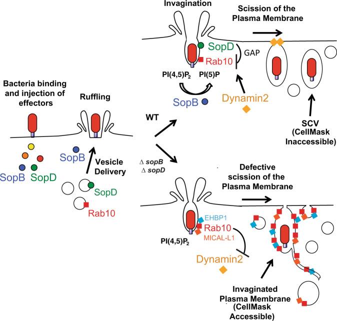 https://cdn.ncbi.nlm.nih.gov/pmc/blobs/cc2f/8339009/2bd0a583fe01/41467_2021_24983_Fig7_HTML.jpg