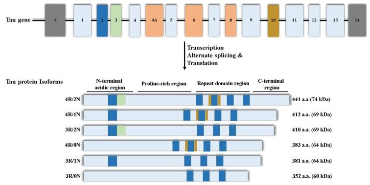 https://cdn.ncbi.nlm.nih.gov/pmc/blobs/cc31/4808803/3a43a27bf36a/biomolecules-06-00009-g001.jpg