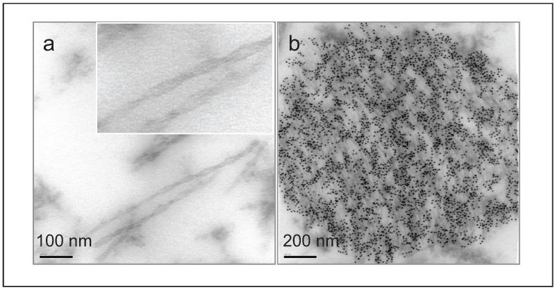 https://cdn.ncbi.nlm.nih.gov/pmc/blobs/cc31/4808803/8b472234ec05/biomolecules-06-00009-g002.jpg