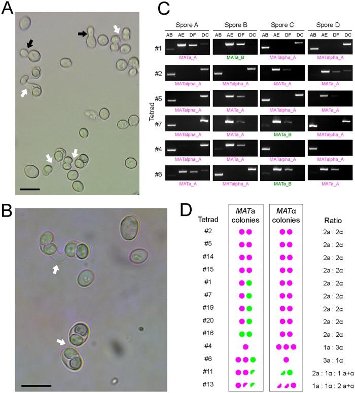 https://cdn.ncbi.nlm.nih.gov/pmc/blobs/cc32/5433688/0b435de70000/pbio.2002128.g006.jpg