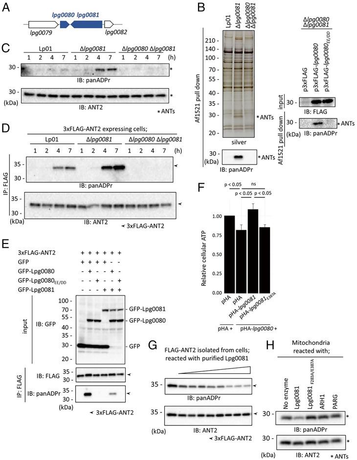 https://cdn.ncbi.nlm.nih.gov/pmc/blobs/cc32/9191684/097b566b0136/pnas.2122872119fig03.jpg