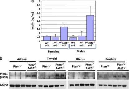 https://cdn.ncbi.nlm.nih.gov/pmc/blobs/cc33/3272625/2246cd060251/onc2011243f6.jpg