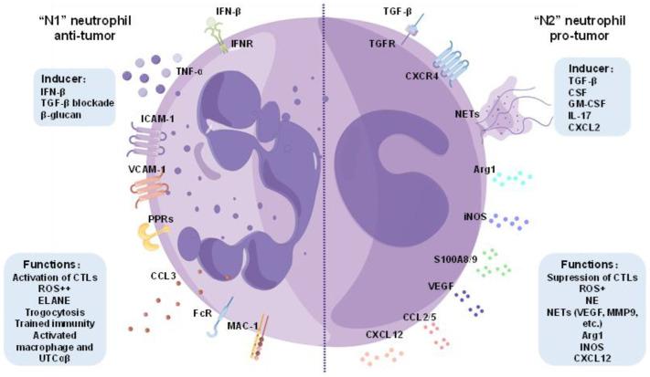 https://cdn.ncbi.nlm.nih.gov/pmc/blobs/cc39/12025517/6a8d8b6e314c/cancers-17-01298-g002.jpg