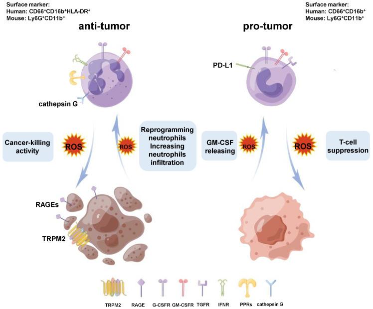 https://cdn.ncbi.nlm.nih.gov/pmc/blobs/cc39/12025517/ebe784d57e3e/cancers-17-01298-g003.jpg