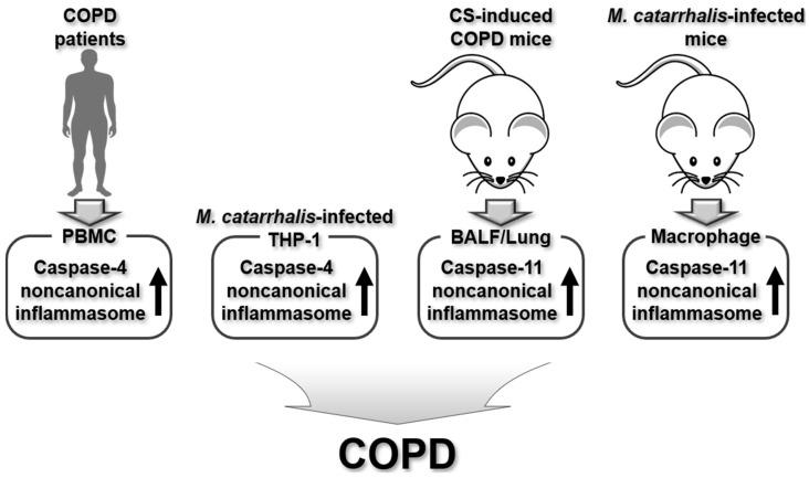 https://cdn.ncbi.nlm.nih.gov/pmc/blobs/cc3b/11719999/dcfb70a82ad4/ijms-26-00027-g004.jpg