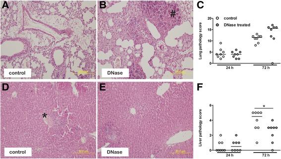 https://cdn.ncbi.nlm.nih.gov/pmc/blobs/cc3d/4678137/50c63a8ae3ba/40635_2014_21_Fig6_HTML.jpg