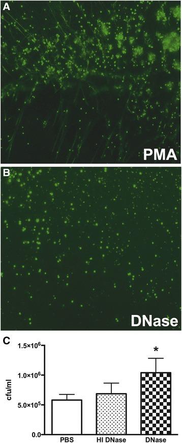 https://cdn.ncbi.nlm.nih.gov/pmc/blobs/cc3d/4678137/b053f9ddb786/40635_2014_21_Fig4_HTML.jpg